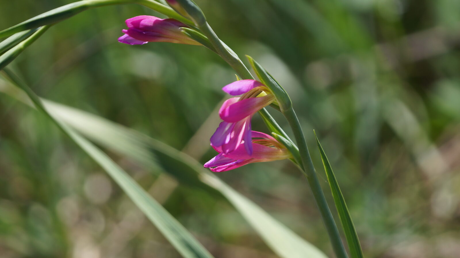 Glaïeul d'Italie en fleurs sur le sentier
