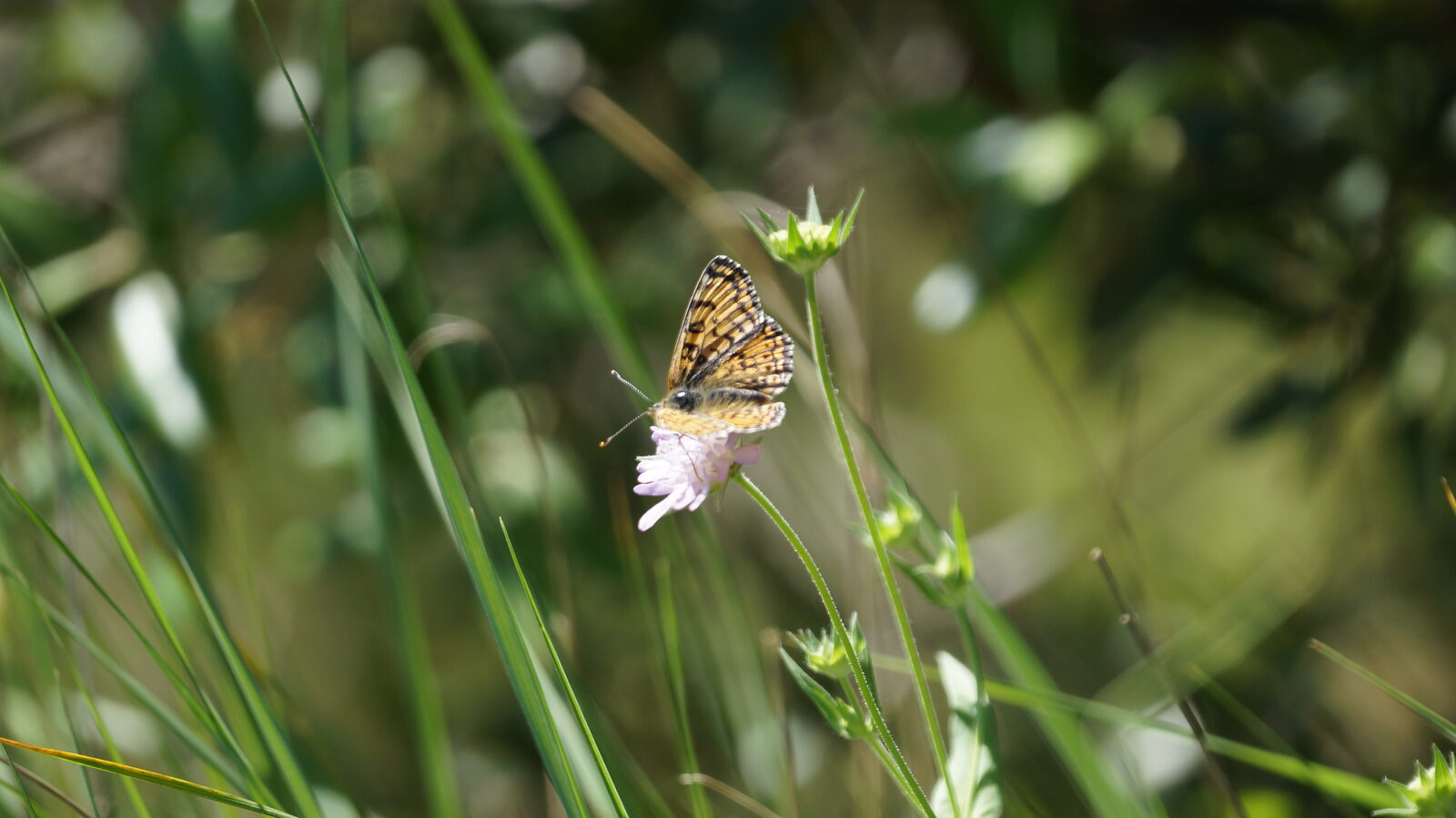 Papillon Mélitée posé sur une scabieuse