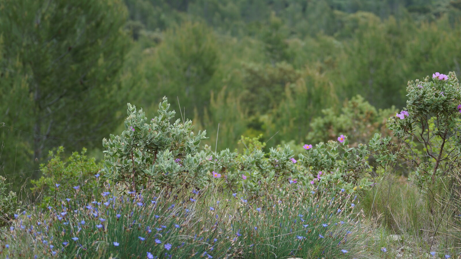 Garrigue fleurie : aphyllanthes bleues et cistes roses devant les pins