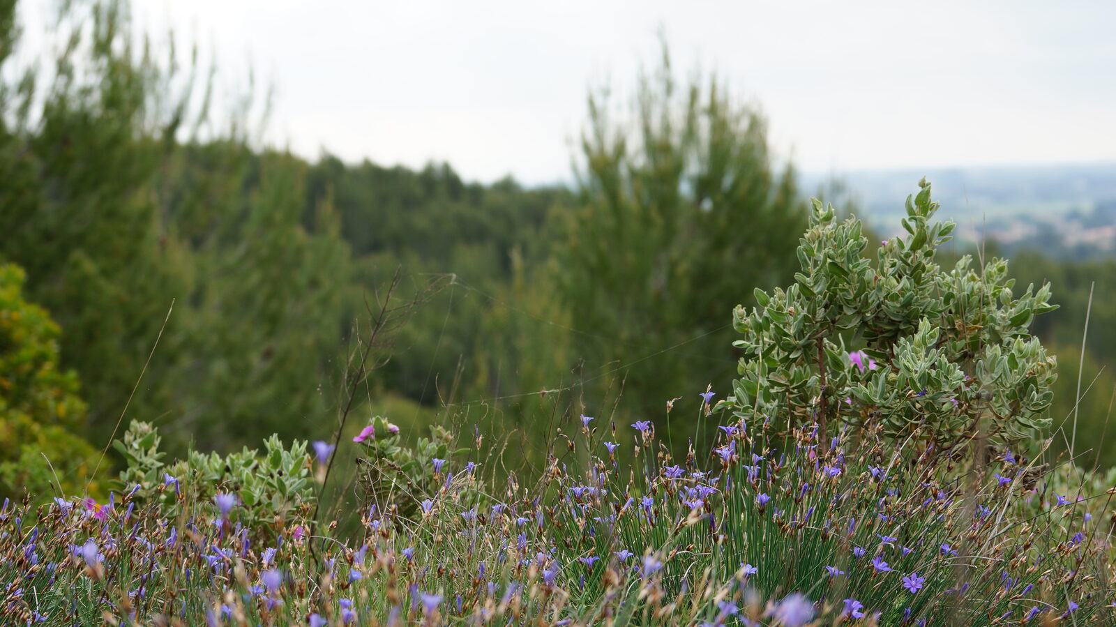 Panorama depuis les hauteurs du Montrodier : garrigue fleurie au premier plan, pinède et plaine au loin
