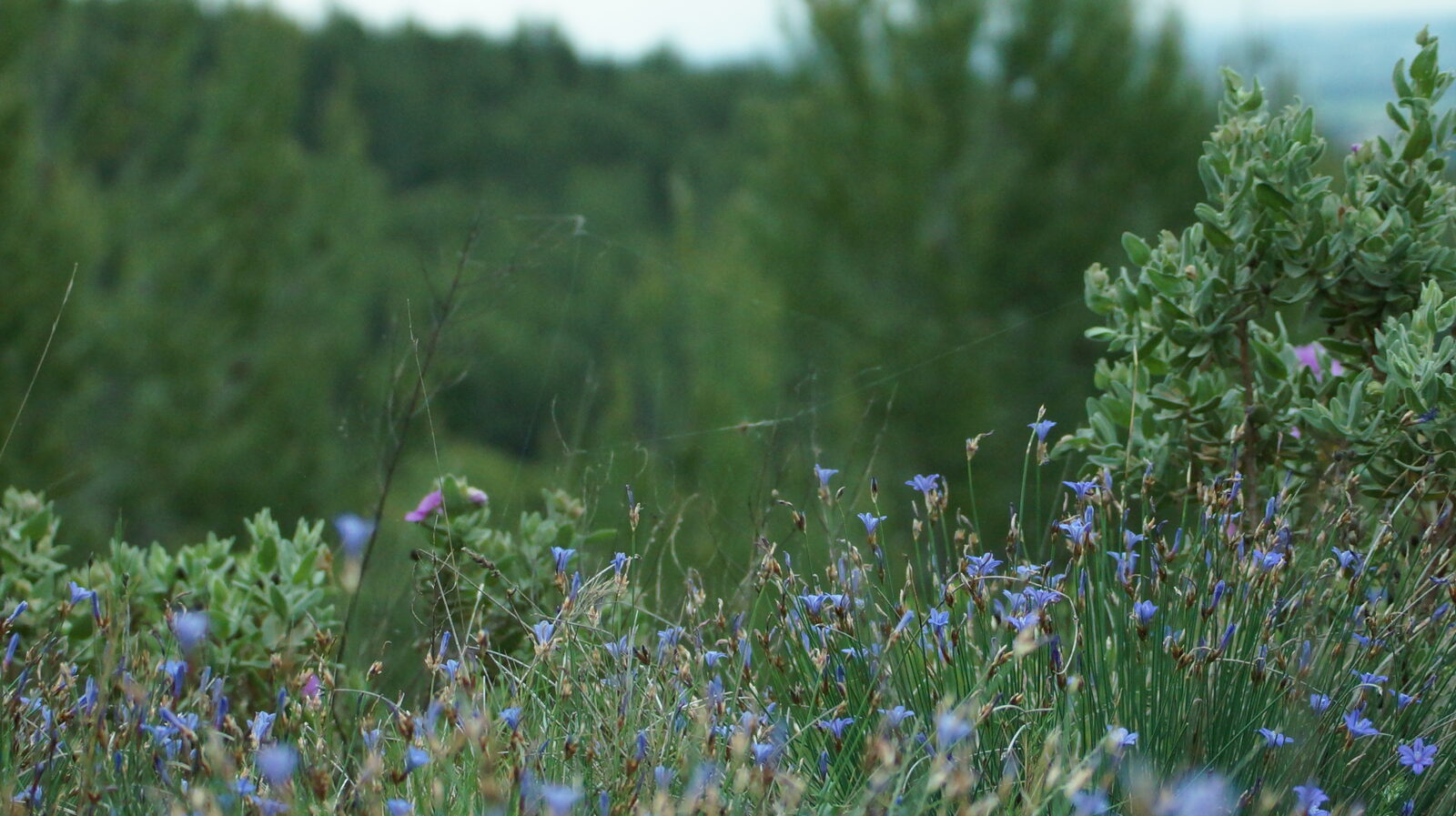 Tapis d'aphyllanthes bleues dans la garrigue
