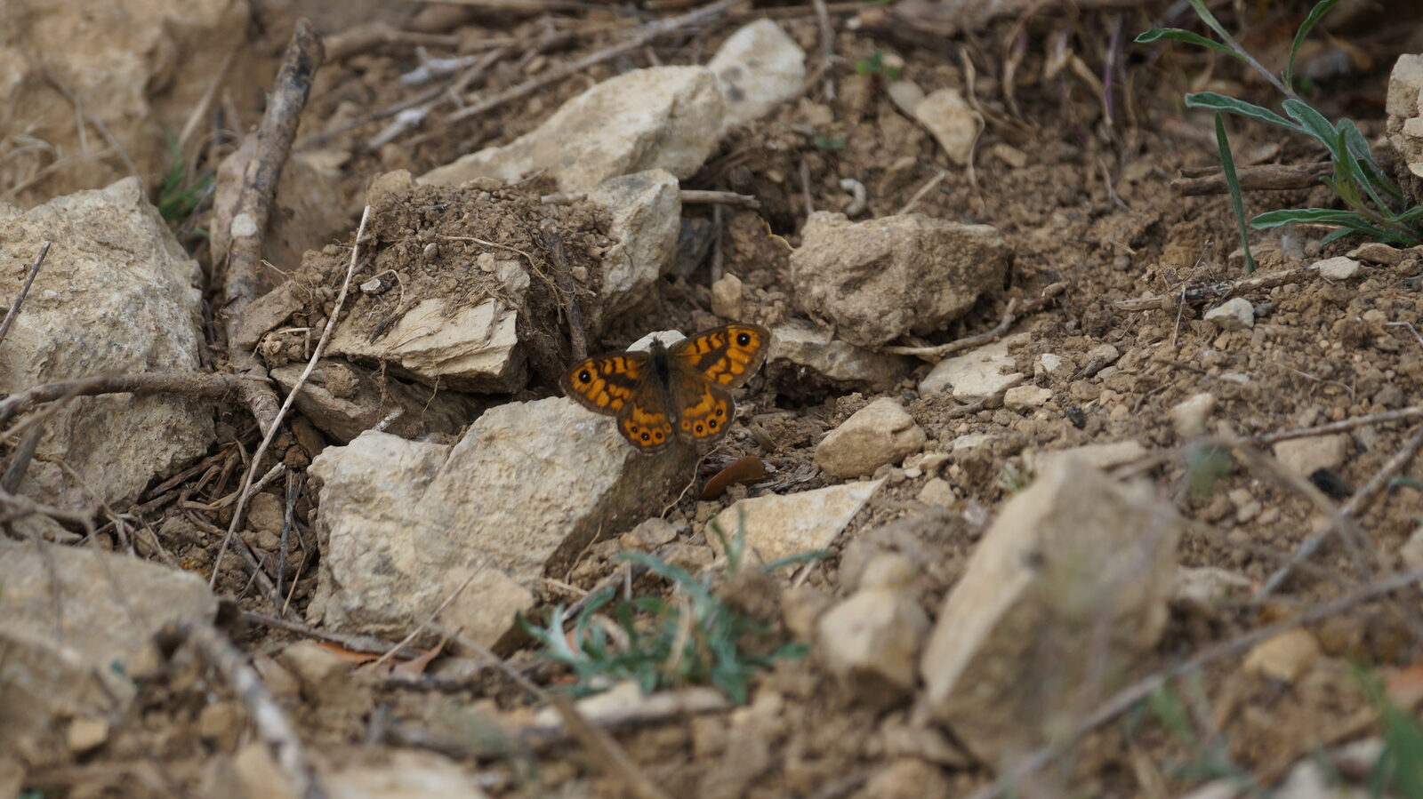 Papillon orange posé sur les cailloux du sentier