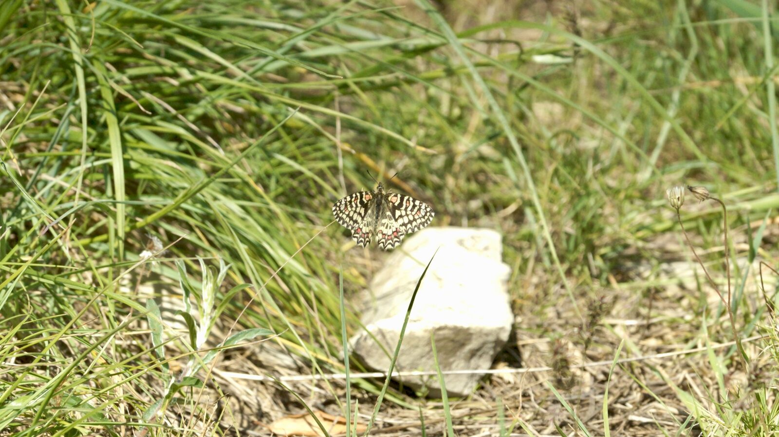 Proserpine (Zerynthia rumina) ailes ouvertes, posée près d'une pierre dans la garrigue du Montrodier