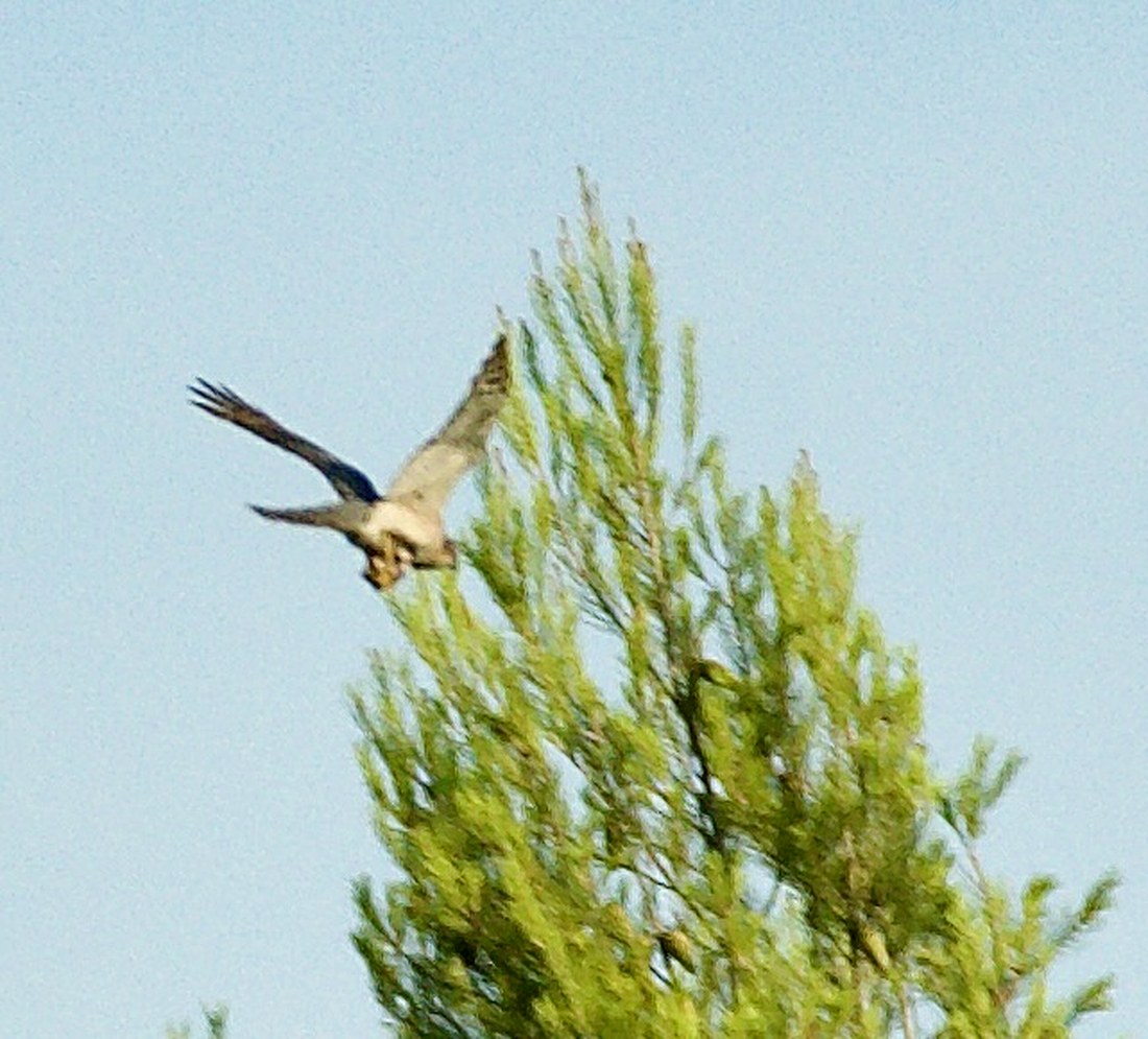 Busard cendré en vol bas au-dessus des pins de la colline du Montrodier
